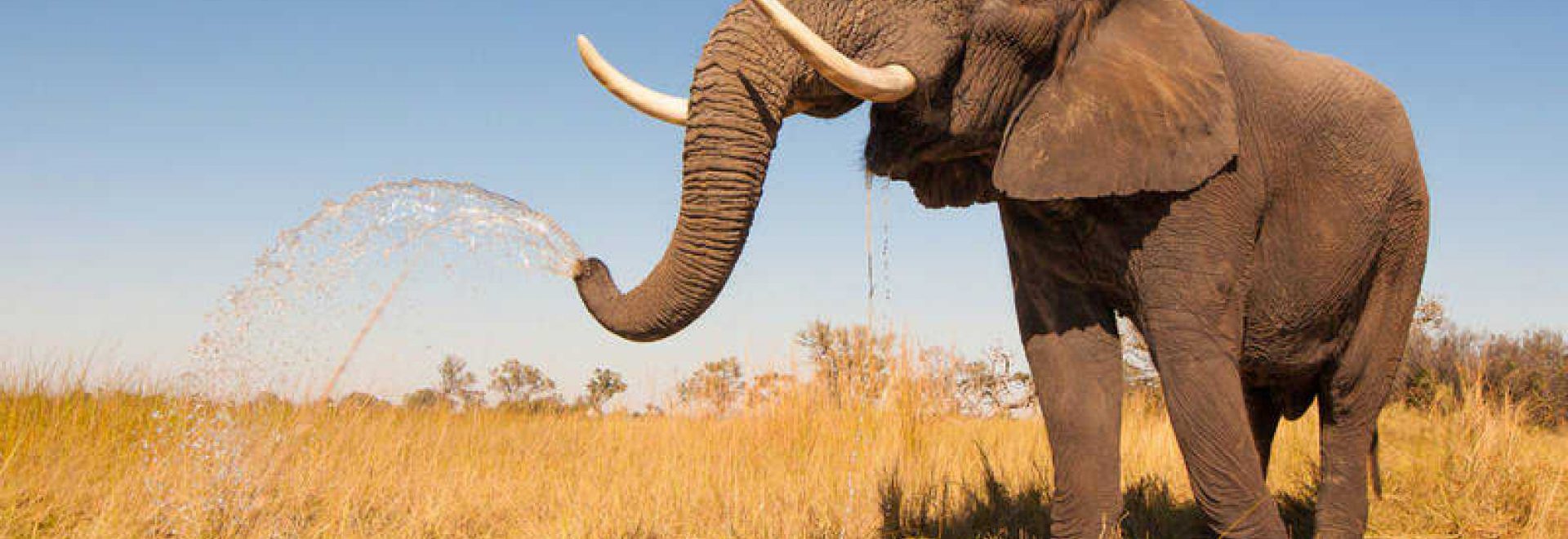 El elefante encadenado
